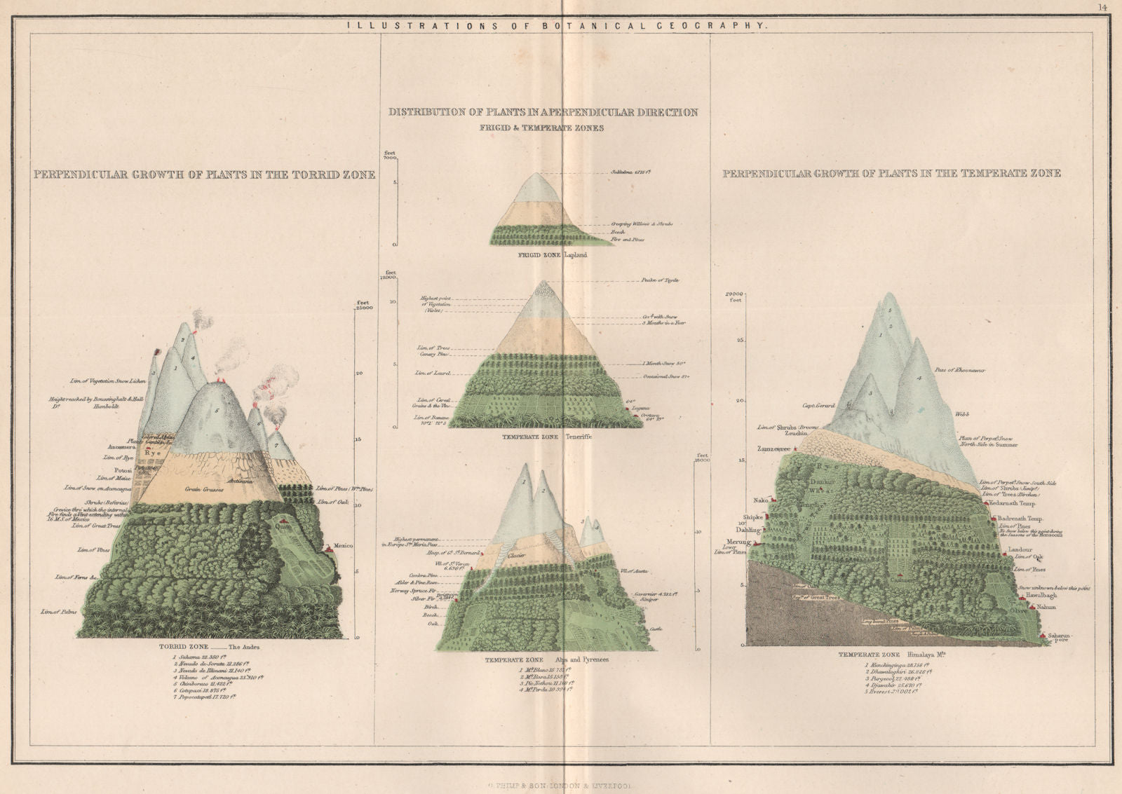 WORLD.Botanical.Perpendicular Plant growth Torrid Frigid Temperate zone 1886 map